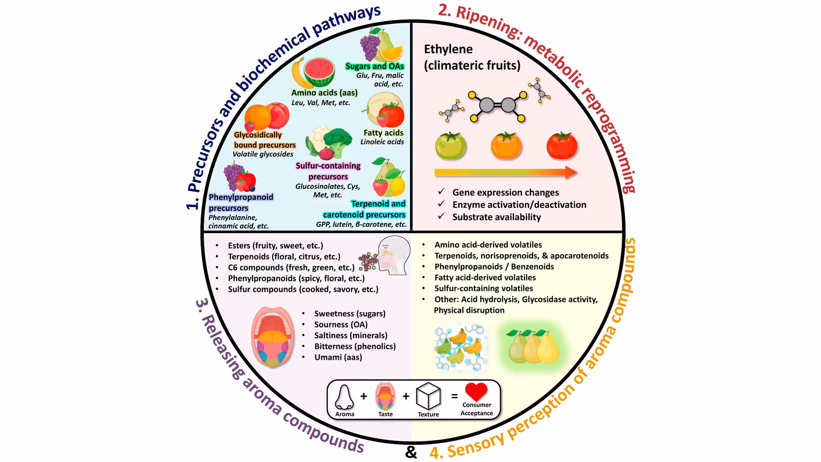 Active Packaging, Fruit Volatilome, and the Preservation of Taste and Aroma Quality in Fresh Fruits: A Review.