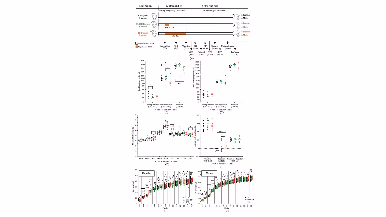 Maternal High-Fat Diet, During Preimplantation or Gestation/Lactation, Alters Mouse Offspring Metabolic, Molecular and Locomotor Phenotypes.