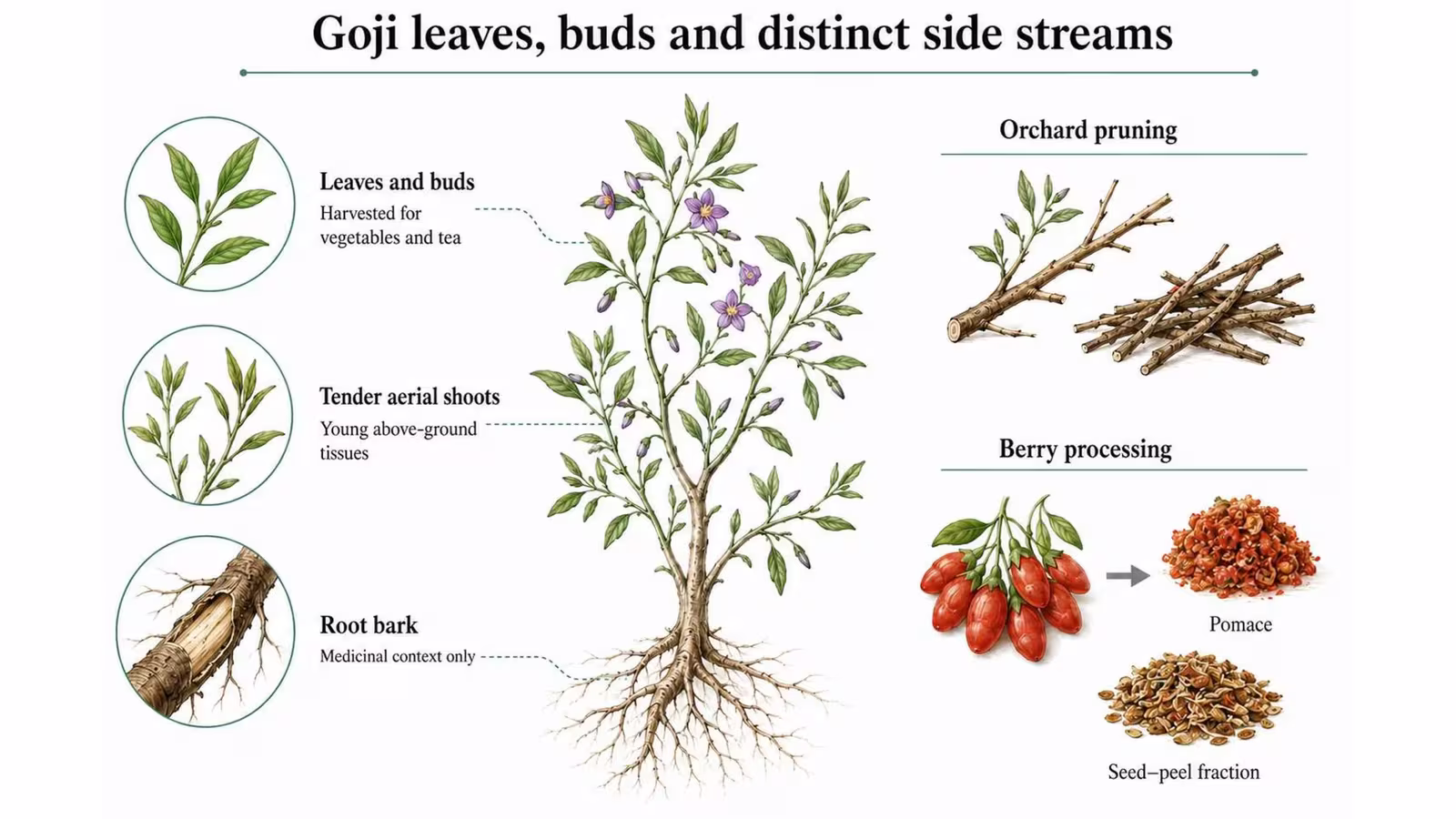 Goji Leaves and Buds as Food Resources: Composition, Processing, Safety, and Links to Side-Stream Valorization.